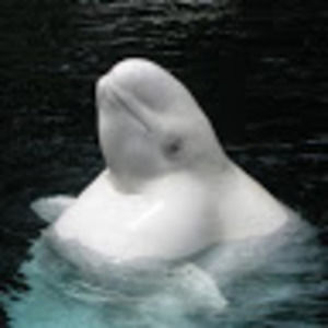 Meet your Posher, Edward